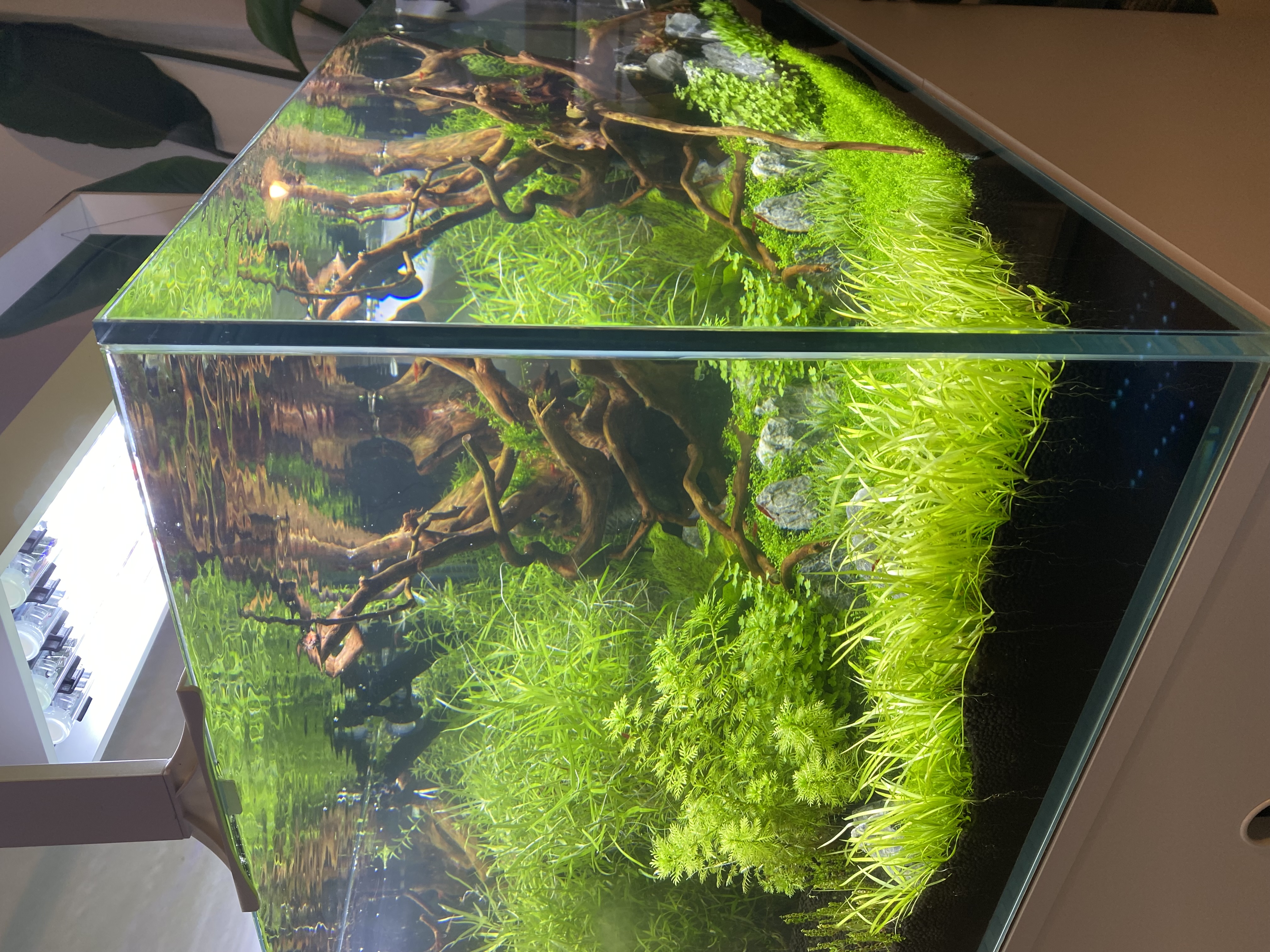 Aquascape Detail