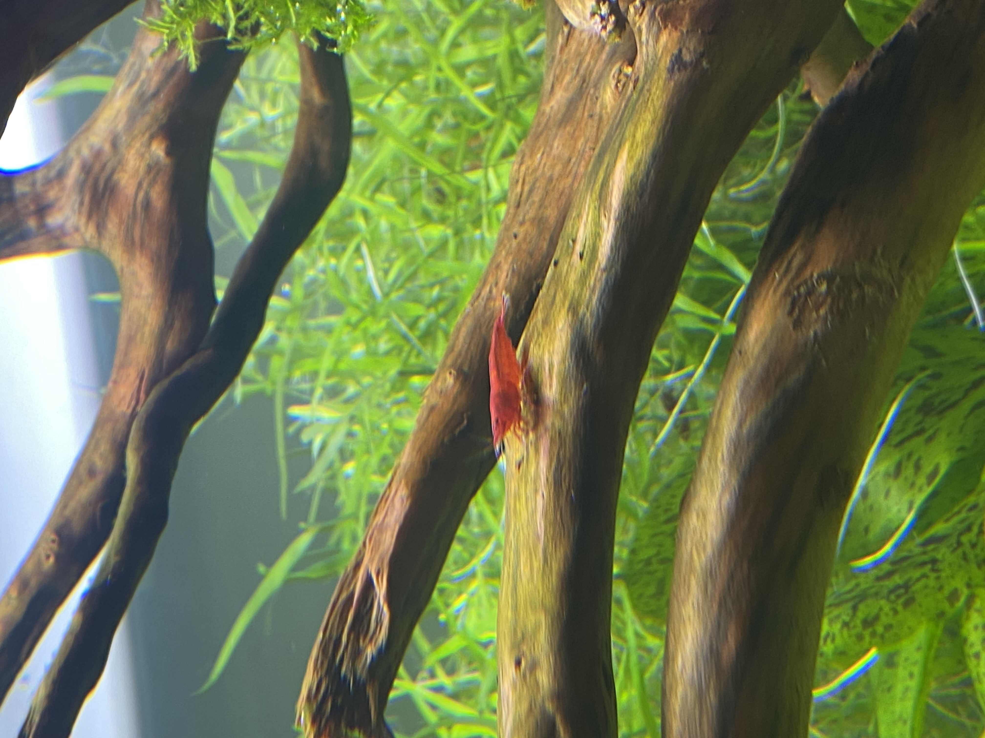Shrimp Breeding